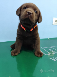 Labrador cuccioli