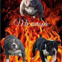 American bully