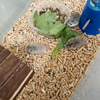 Cuccioli di criceti roborosky