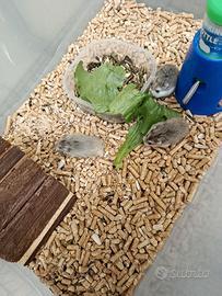 Cuccioli di criceti roborosky