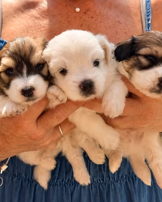 Cuccioli di Coton de Tuléar con Pedigree