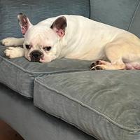 Accoppiamento bulldog francese