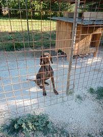 Bracco tedesco da tartufi esperto