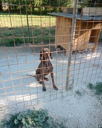 Bracco tedesco da tartufi esperto