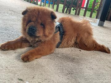 Chow Chow