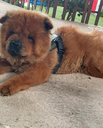 Chow Chow