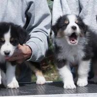 Pastore australiano con pedigree enci