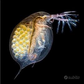 Coltura Daphnia (dafnia) per acquario