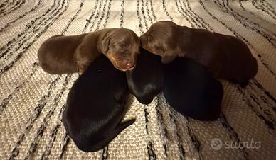 Cuccioli Bassotti a pelo lungo