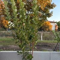 Lauro cerasus pianta da siepe h.200/220 cm