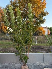Lauro cerasus pianta da siepe h.200/220 cm
