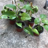 Piantine di vario tipo