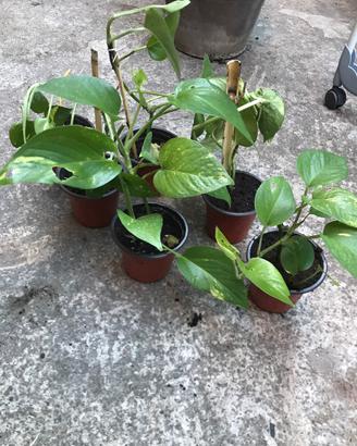 Piantine di vario tipo