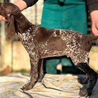 Cuccioli bracco tedesco ( kurzhaar ) disponibili