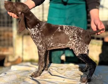 Cuccioli bracco tedesco ( kurzhaar ) disponibili