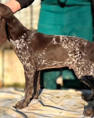 Cuccioli bracco tedesco ( kurzhaar ) disponibili