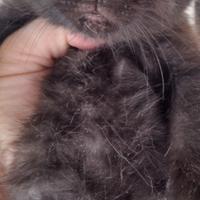 Gattino siberiano 2 mesi maschio