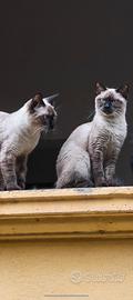 Cucciola Siamese di 6 Mesi