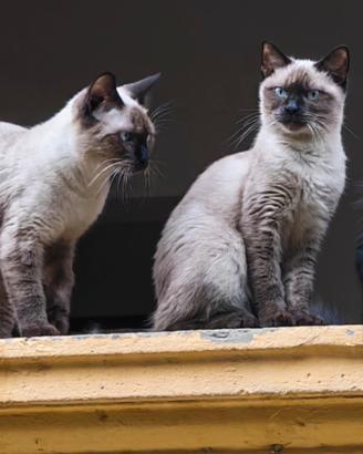 Cucciola Siamese di 6 Mesi