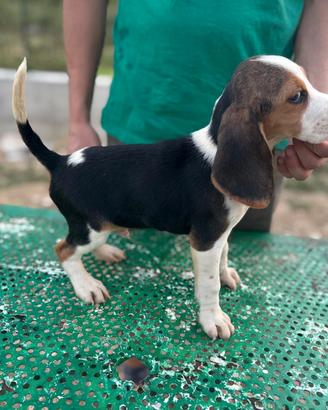 Beagle cuccioli