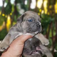 Bulldog francese blue fawn