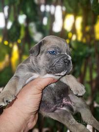 Bulldog francese blue fawn