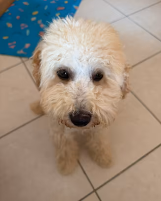 Barboncino