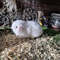 Minilop coniglio nano