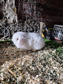 Minilop coniglio nano