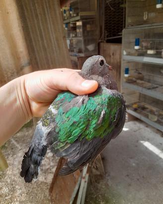Tortora ali verdi
