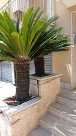 Cycas