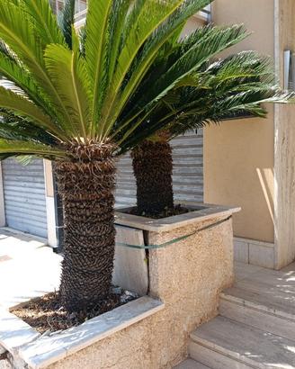 Cycas