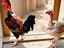 Immagine 6