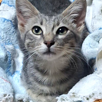 Nina un cucciolino speciale