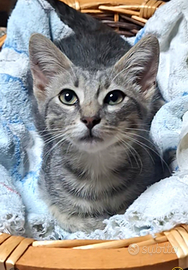 Nina un cucciolino speciale