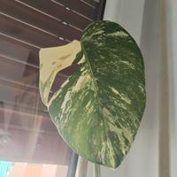 Monstera albovariegata 