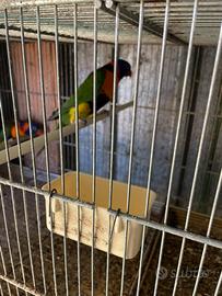 Lory rubritorquis