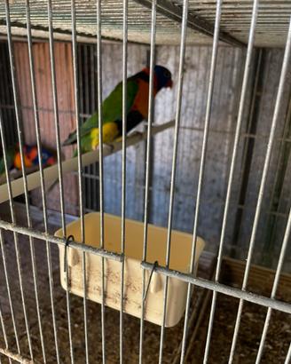 Lory rubritorquis