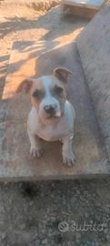 cuccioli Amstaff 