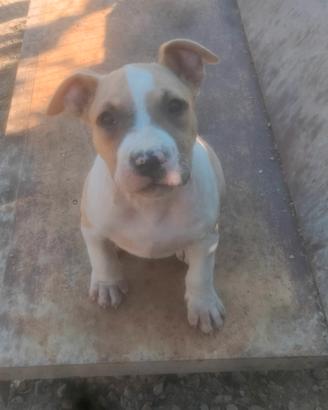 cuccioli Amstaff 