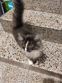 Gattino  pelo semilungo
