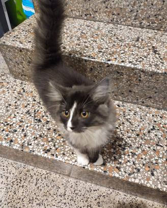 Gattino  pelo semilungo
