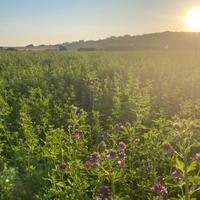Erba medica in rotoballe