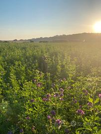 Erba medica in rotoballe