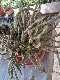 vaso di piante grasse 