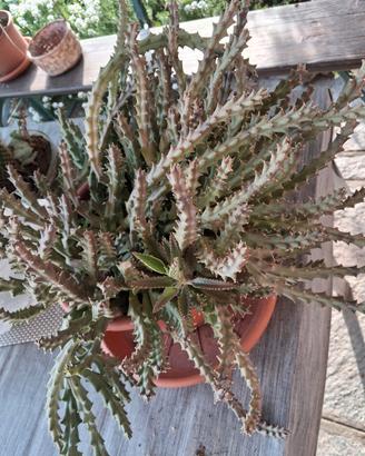 vaso di piante grasse 