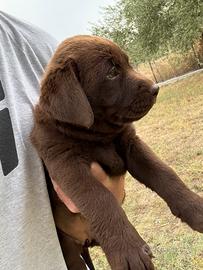 Cucciola Labrador Choco