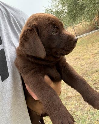 Cucciola Labrador Choco