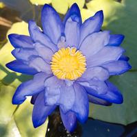 Ninfea australiana GIGANTEA HOOKER