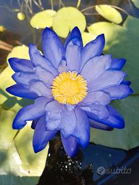 Ninfea australiana GIGANTEA HOOKER